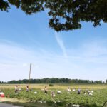 Feldarbeiter bei der Erntearbeit